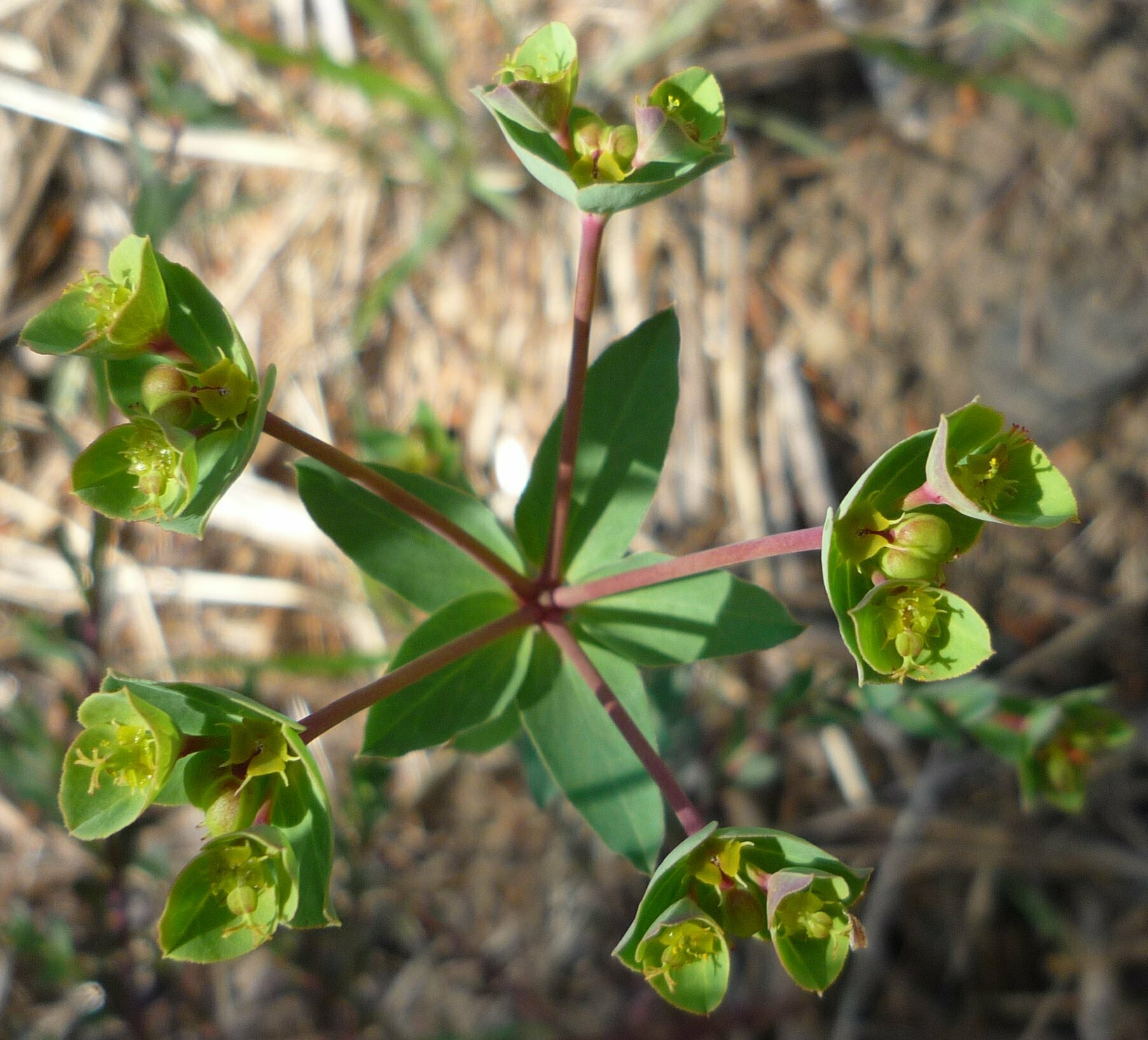 High Resolution Euphorbia lurida Flower